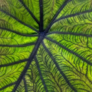 Colocasia